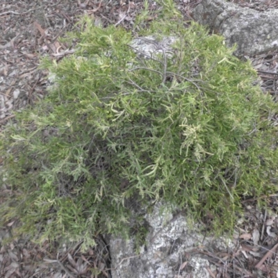Billardiera scandens (Hairy Apple Berry) at Campbell, ACT - 22 Aug 2016 by SilkeSma