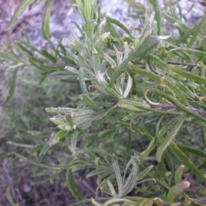 Billardiera scandens at Campbell, ACT - 22 Aug 2016