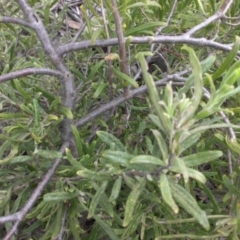 Billardiera scandens at Campbell, ACT - 22 Aug 2016