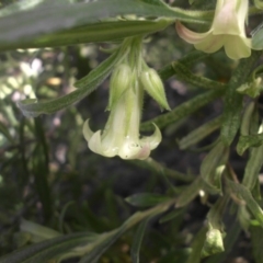 Billardiera scandens at Campbell, ACT - 22 Aug 2016