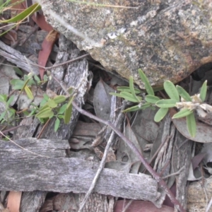 Hovea heterophylla at Campbell, ACT - 22 Aug 2016