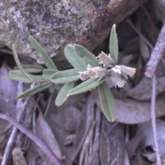 Hovea heterophylla at Campbell, ACT - 22 Aug 2016