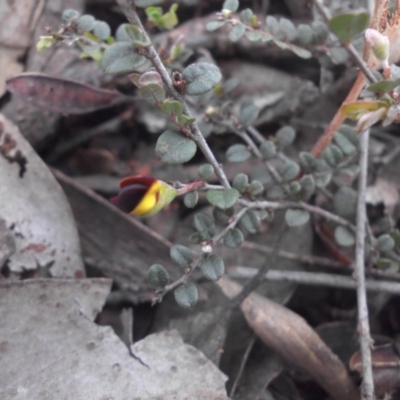 Bossiaea buxifolia (Matted Bossiaea) at Campbell, ACT - 22 Aug 2016 by SilkeSma