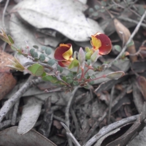 Bossiaea buxifolia at Campbell, ACT - 22 Aug 2016