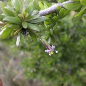 Lycium ferocissimum at Campbell, ACT - 22 Aug 2016