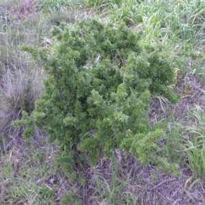 Lycium ferocissimum at Campbell, ACT - 22 Aug 2016