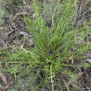 Gazania x splendens at Campbell, ACT - 22 Aug 2016