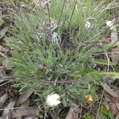 Leucochrysum albicans subsp. tricolor (Hoary Sunray) at Mount Ainslie to Black Mountain - 22 Aug 2016 by SilkeSma