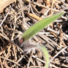 Caladenia sp. at Canberra Central, ACT - 19 Aug 2016