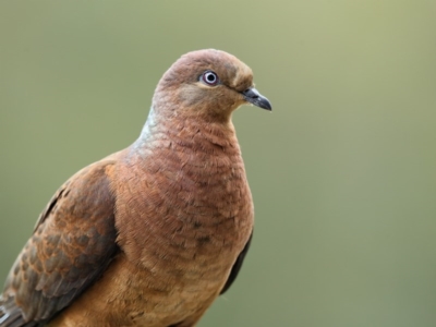 Macropygia phasianella (Brown Cuckoo-dove) at Merimbula, NSW - 22 Aug 2016 by Leo