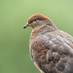 Macropygia phasianella (Brown Cuckoo-dove) at Merimbula, NSW - 22 Aug 2016 by Leo