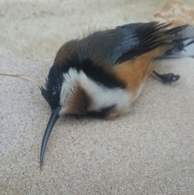 Acanthorhynchus tenuirostris (Eastern Spinebill) at Queanbeyan West, NSW - 21 Aug 2016 by Speedsta