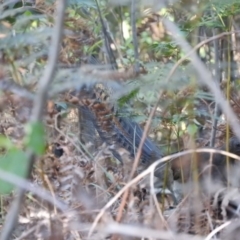 Menura novaehollandiae (Superb Lyrebird) at Paddys River, ACT - 25 Jun 2016 by ArcherCallaway