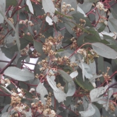 Eucalyptus polyanthemos (Red Box) at Fadden, ACT - 30 Jul 2016 by ArcherCallaway