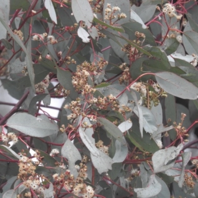 Eucalyptus polyanthemos (Red Box) at Fadden, ACT - 29 Jul 2016 by ArcherCallaway