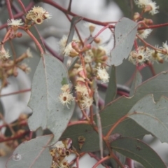Eucalyptus polyanthemos at Fadden, ACT - 30 Jul 2016