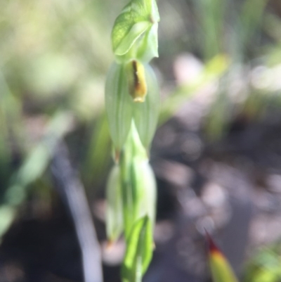 Bunochilus umbrinus (Broad-sepaled Leafy Greenhood) at Acton, ACT - 22 Aug 2016 by JasonC