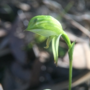 Bunochilus umbrinus (ACT) = Pterostylis umbrina (NSW) at suppressed - suppressed