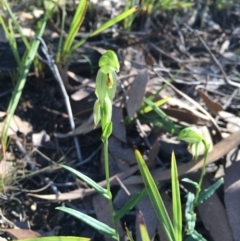 Bunochilus umbrinus (ACT) = Pterostylis umbrina (NSW) at suppressed - suppressed