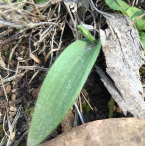 Glossodia major at Acton, ACT - 22 Aug 2016