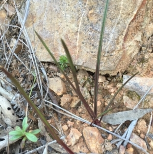 Thelymitra sp. at Acton, ACT - 22 Aug 2016