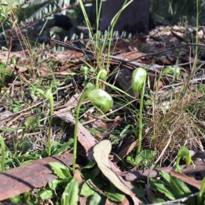 Pterostylis nutans (Nodding Greenhood) at Acton, ACT - 22 Aug 2016 by JasonC