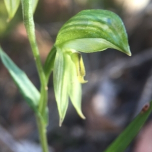 Bunochilus umbrinus (ACT) = Pterostylis umbrina (NSW) at suppressed - 22 Aug 2016