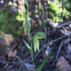 Bunochilus umbrinus (ACT) = Pterostylis umbrina (NSW) at suppressed - 22 Aug 2016