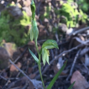 Bunochilus umbrinus (ACT) = Pterostylis umbrina (NSW) at suppressed - 22 Aug 2016