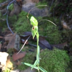 Bunochilus umbrinus (ACT) = Pterostylis umbrina (NSW) at suppressed - suppressed