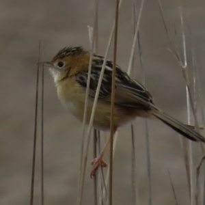 Cisticola exilis at Rendezvous Creek, ACT - 22 Aug 2016