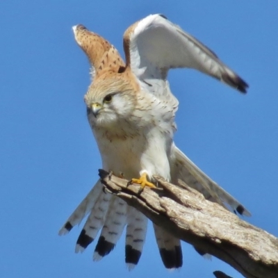 Falco cenchroides (Nankeen Kestrel) at Burra, NSW - 18 Aug 2016 by JohnBundock