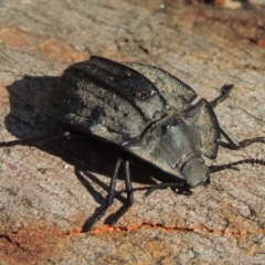 Cillibus incisus (Darkling Beetle) at Tennent, ACT - 16 Feb 2015 by MichaelBedingfield