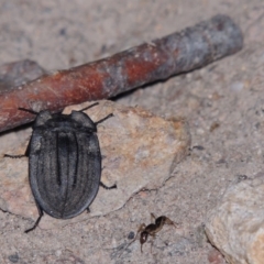 Cillibus incisus at Tennent, ACT - 16 Feb 2015