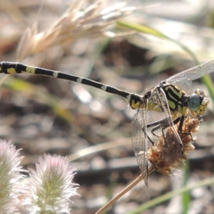 Austrogomphus cornutus at Paddys River, ACT - 1 Dec 2015