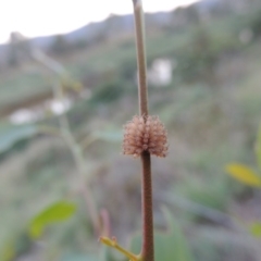 Paropsis atomaria at Paddys River, ACT - 16 Feb 2015