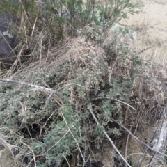 Pomaderris pallida at Bullen Range - 21 Aug 2016