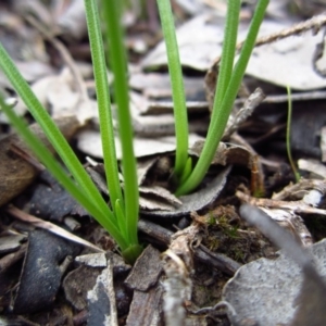 Diuris chryseopsis at Belconnen, ACT - suppressed