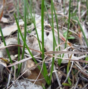 Diuris chryseopsis at Belconnen, ACT - suppressed