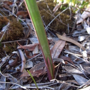Calochilus platychilus at Cook, ACT - 14 Aug 2016