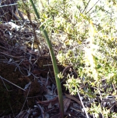 Calochilus platychilus at Cook, ACT - 14 Aug 2016