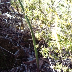 Calochilus platychilus at Cook, ACT - suppressed