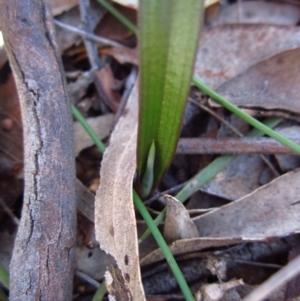 Thelymitra brevifolia at Cook, ACT - 14 Aug 2016