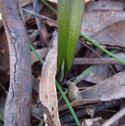 Thelymitra brevifolia (Short-leaf Sun Orchid) at Cook, ACT - 13 Aug 2016 by CathB