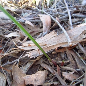 Thelymitra brevifolia at Cook, ACT - 14 Aug 2016