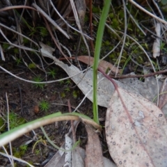 Diuris nigromontana (Black Mountain Leopard Orchid) at Cook, ACT - 22 Aug 2016 by CathB