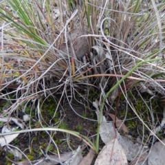 Diuris nigromontana at Cook, ACT - 22 Aug 2016