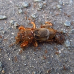 Gryllotalpa sp. (genus) (Mole Cricket) at Belconnen, ACT - 18 Mar 2016 by CathB