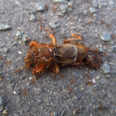 Gryllotalpa sp. (genus) (Mole Cricket) at Belconnen, ACT - 18 Mar 2016 by CathB