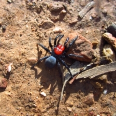 Missulena occatoria (Red-headed Mouse Spider) at Point 3852 - 20 May 2015 by CathB